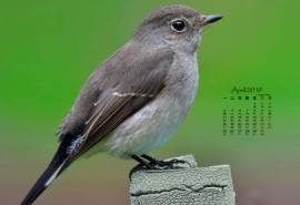 2016年4月日历利氏红鹟高清动物图片电脑高清壁纸