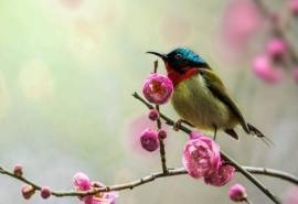 太阳鸟高清动物摄影图片电脑桌面壁纸