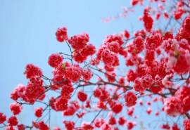 唯美花海春天的美景风景图电脑高清壁纸