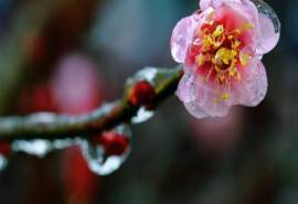 唯美冰晶梅花图片1080P高清桌面壁纸