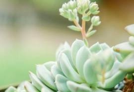 小清新多肉植物唯美壁纸
