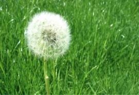蒲公英风景桌面壁纸