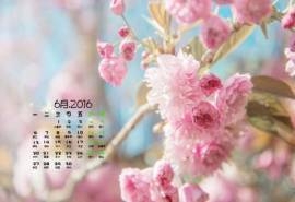 2016年6月日历唯美樱花绽放高清电脑壁纸下载