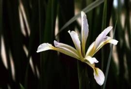 马兰花高清植物图片电脑桌面壁纸