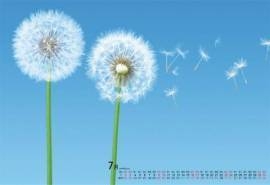 2016年7月日历唯美蒲公英桌面壁纸