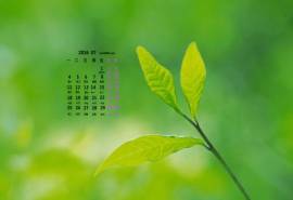 高清日历精选绿色护眼壁纸