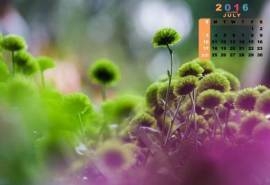 2016年7月日历绿色菊花清新桌面壁纸