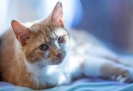 宠物猫咪写真图片桌面壁纸