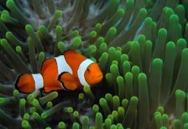高清美景海洋生物海底世界高清电脑桌面壁纸下载