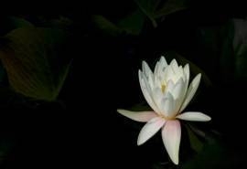 唯美白色荷花摄影图片桌面壁纸