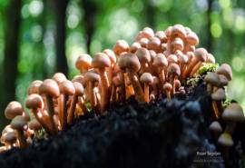 高清山野间的小蘑菇壁纸第二辑