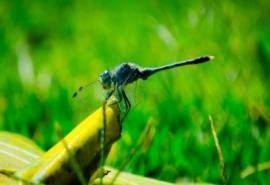 昆虫世界之蜻蜓高清电脑壁纸