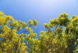 唯美树叶风景摄影图片桌面壁纸