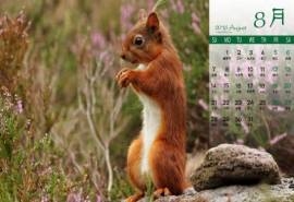 2016年8月日历可爱动物松鼠图片电脑桌面壁纸下载