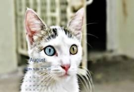 2016年8月日历呆萌动物高清大图宽屏壁纸