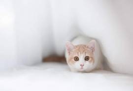 可爱动物猫咪高清电脑桌面壁纸下载
