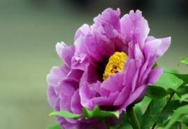 牡丹花高清图片电脑桌面壁纸下载