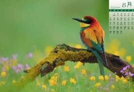2016年8月日历唯美可爱的小鸟动物风景图片电脑桌面壁纸下载