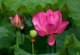 雨后高清荷花风景电脑桌面壁纸下载