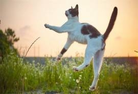 猫咪的魔性舞蹈搞笑宠物电脑桌面壁纸