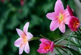 韭兰花高清植物桌面壁纸图片