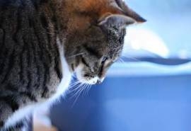 可爱小猫咪图片桌面壁纸