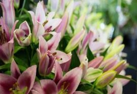 好看的百合花图片高清桌面壁纸