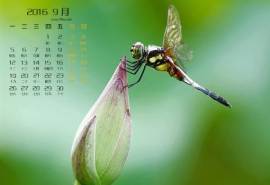 蜻蜓