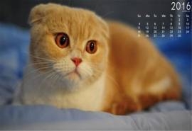 2016年9月日历可爱淘气的苏格兰折耳猫动物桌面壁纸