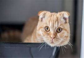 可爱淘气的苏格兰折耳猫动物桌面壁纸图片大全