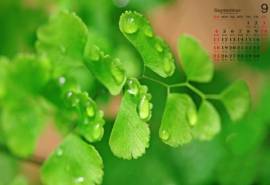 高清宽屏日历绿色植物铁线蕨高清电脑桌面壁纸图片