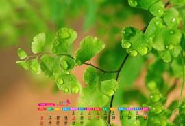 高清宽屏日历绿色护眼植物铁线蕨高清电脑桌面壁纸图片