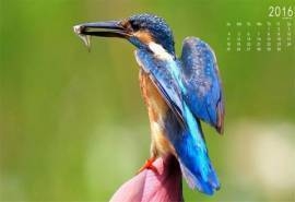 2016年9月日历长嘴翠鸟动物特写摄影高清桌面壁纸图片