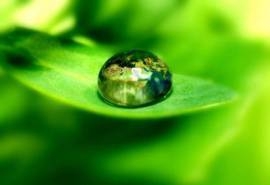 绿色植物叶子上的小水珠高清摄影桌面壁纸图片第二辑