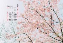 2016年9月唯美清新樱花摄影电脑壁纸