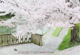 2016年9月日历日本街头樱花花海电脑桌面壁纸