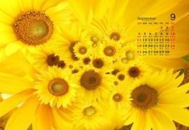 2016年9月日历金色向日葵沉默的爱唯美电脑壁纸