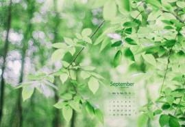 2016年9月日历清新树叶绿色护眼壁纸