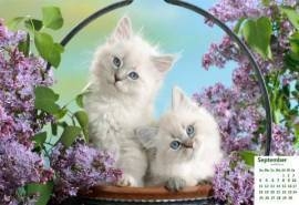 2016年9月日历可爱动物猫咪高清桌面壁纸图片大全