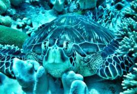 海洋中的生物海龟高清电脑桌面壁纸