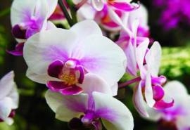 精选兰花高清植物桌面壁纸