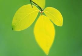 清新绿色植物树叶摄影高清电脑壁纸图片（二）