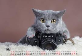 2016年10月日历可爱猫咪高清电脑壁纸