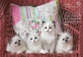 2016年10月日历猫咪桌面壁纸