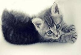 呆萌小猫咪可爱桌面壁纸