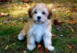 可爱动物哈瓦那小犬精选桌面壁纸图片下载
