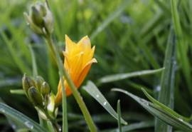 橙色兰花图片高清花卉壁纸