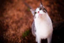 喵星人萌宠猫咪高清电脑桌面壁纸
