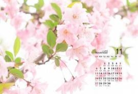 2016年11月日历小清新粉红樱花电脑桌面壁纸