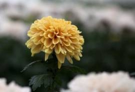 精选菊花图片高清电脑桌面壁纸